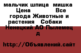 мальчик шпица (мишка) › Цена ­ 55 000 - Все города Животные и растения » Собаки   . Ненецкий АО,Пылемец д.